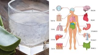 Conheça 8 Benefícios do Suco de Babosa Para o Seu Corpo