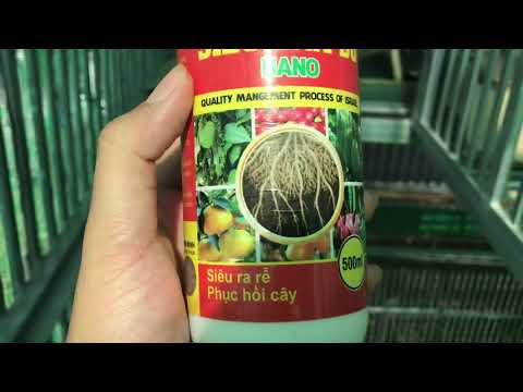 Siêu Lân Đỏ - Kích rễ - Phục Hồi Cây Lan