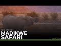 TRIP REPORT Madikwe Safari May 2023