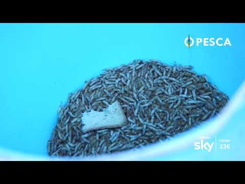 Pulizia di un fegato allatto di risposte di psoriasi Dieta a eczema batterico