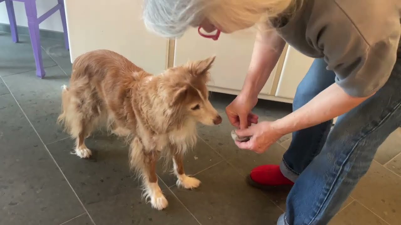 Das Sockenspiel: Konzentration & Nasenarbeit für ältere Hunde