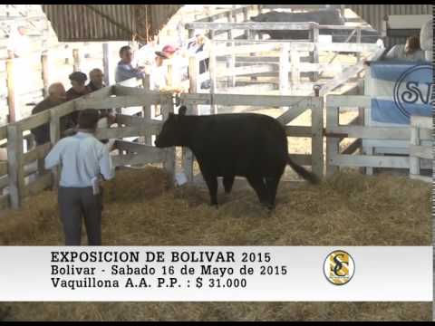 16-05-15 Venta de Vacas y Vaquillonas P.P. - Expo-Otoño Bolivar
