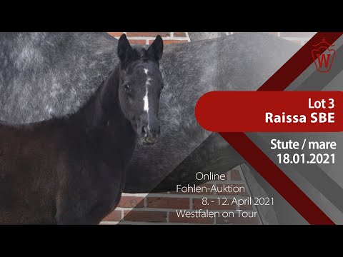 Fohlen-Auktion "Westfalen on Tour" 8.-12. April Lot 3 Raissa SBE Stute v. Raven-Negro