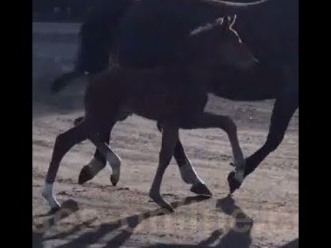 SOLD 2018 Hanoverian colt by ROCCO GRANATA www.sporthorses-online.com