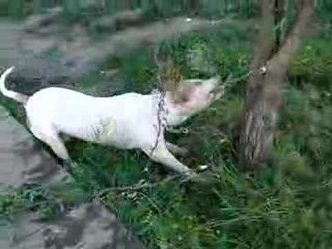 nike la belciugatele