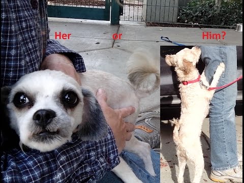 Choosing A Rescued Dog From The Animal Shelter, Part 2