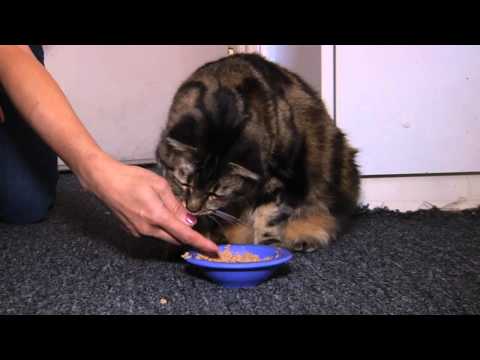 Ep 4 - Cat Health: Transitioning the Dry Food Addict