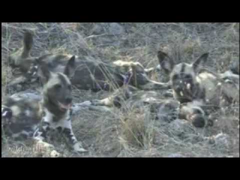 African Wild Dogs at Djuma - Pack of 24 - 10/28/09 - 2