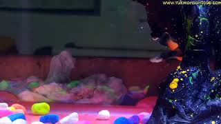 Download lagu Ikan-Ikan - Iwan Fals mp3 Download lagu Ikan-Ikan - Iwan Fals mp3