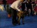 Dogo Canario - Dogo Canario Taison de la Isla de los Volcanes en exposiciones caninas