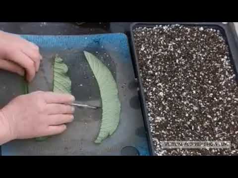 Dibleys - propagating streptocarpus from leaf cutings