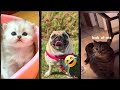 Funny Pets Animals CuteFunnyCats Episode 4009