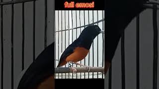 Download lagu murai gacor full emosi mp3