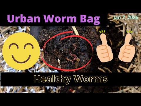 Urban Worm Bag with European Nightcrawlers - Feeding Update 1/7/2026