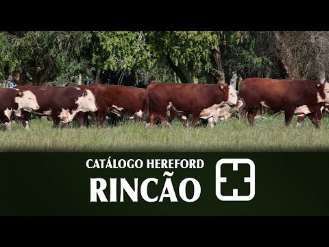 Estância Rincão - Lotes ofertados - V Remate Especial Tamanca e Rincão