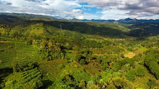 El camino hacia la prosperidad: ¿Cómo produce Jingmai uno de los tés más lujosos del mundo?
