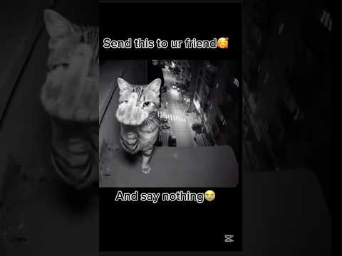 Send the is to ur friend and say nothing #funny #memes #cat