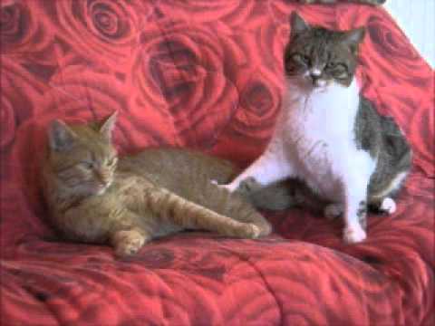 prova a farlo di nuovo! ti spiezzo in due!.wmv