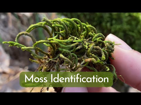 Moss Identification and Basic Information for 9 Most Common Mosses