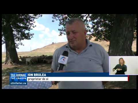 GUVENUL "STRÂNGE" LÂNA DE LA OI