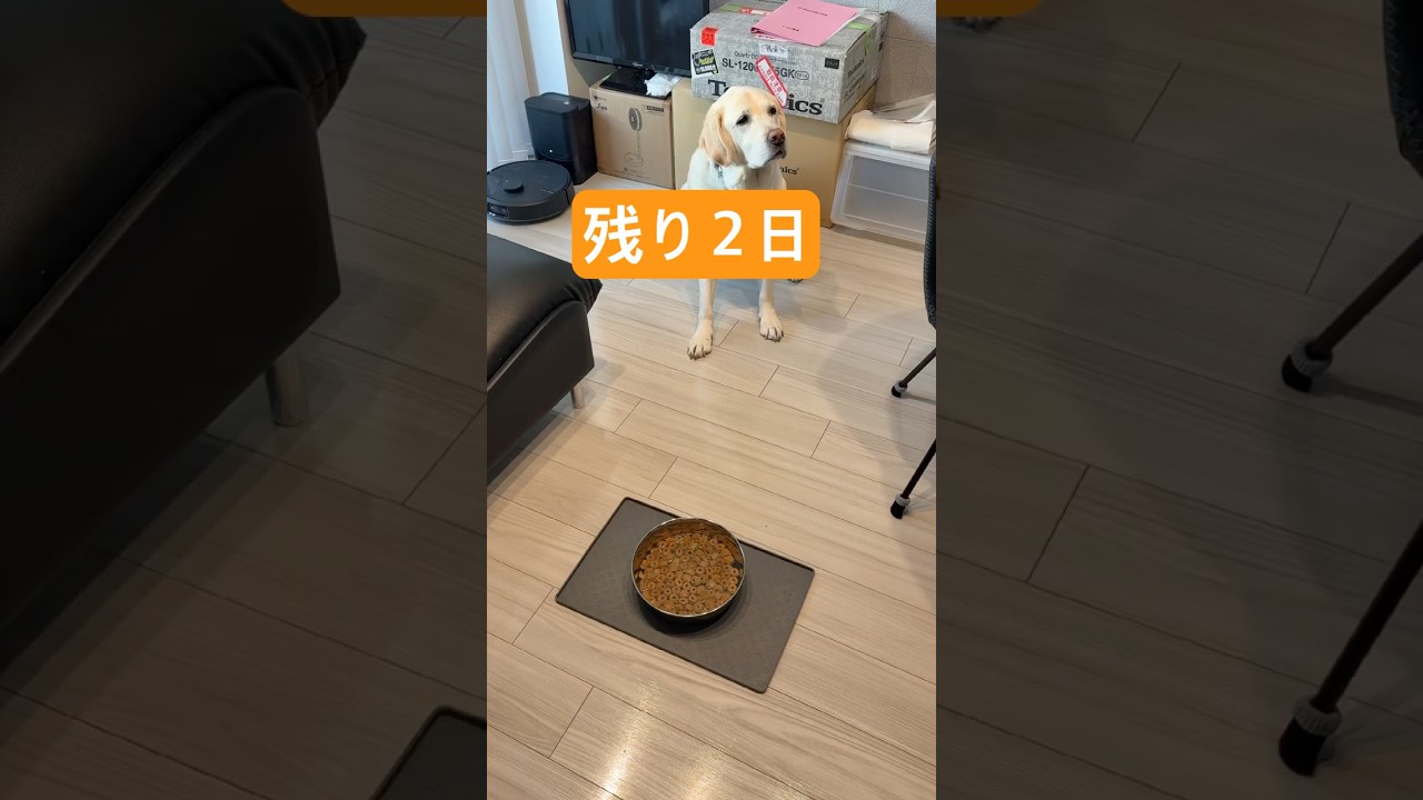 【引退まであと２日】盲導犬氷次郎🦮今まで本当にありがとう❣️#shorts  #labrador  #盲導犬