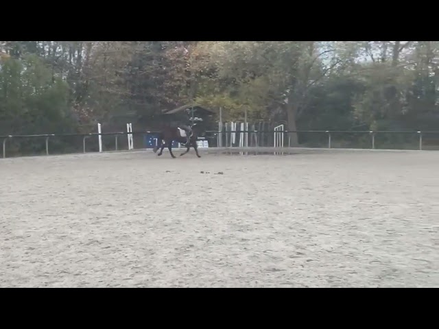 Alisja, jument très pratique !