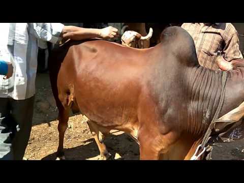 Weight Measurement of Cattle : Weight = (G^2*L)/660