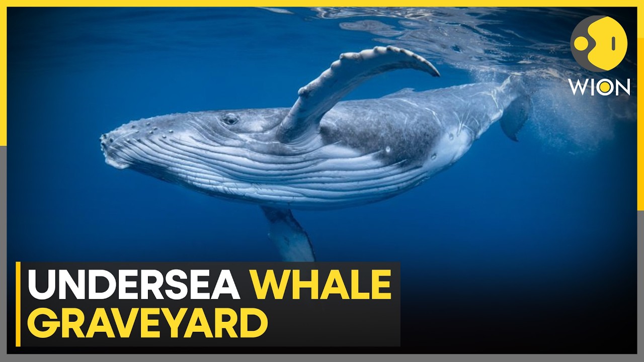 Giant Whale Graveyard Discovered Deep Beneath The Ocean | WION World News