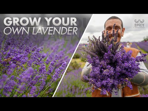 All you Need to Know about Growing Lavender