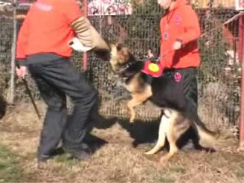 dresaj caini www.dresajul.ro 0722.132.354