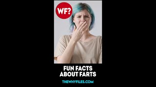 Fun Facts about Farts 02 - The Why Files #shorts
