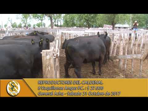 21-10-17 Venta de Vaquillonas Angus P.C. - Reproductores del Caldenal - General Acha.