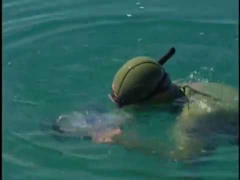 download lagu mp3 mp4 Shark Quest, download mp3 Shark Quest free download, download mp3 Shark Quest