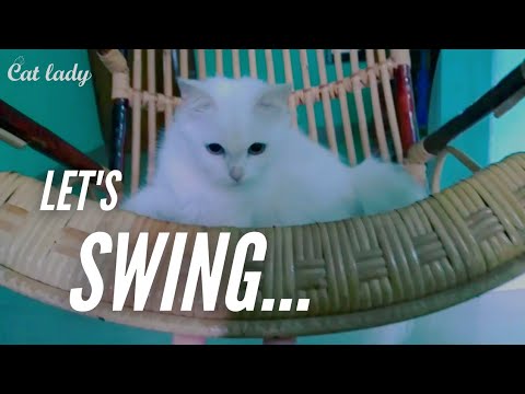It's time to swing | aishu cat😸| cat lady