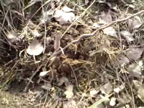 KRTEČEK-2 -12.4.2010