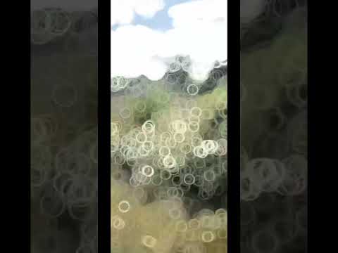 🇨🇺Para lo que preguntan de donde soy ( los Arabos matanzas Cuba 🇨🇺)