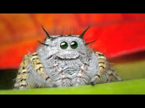 Aaron Liberator & Chris Liberator & Geezer - Curved Pressings [CPP01 BLACK / RED]