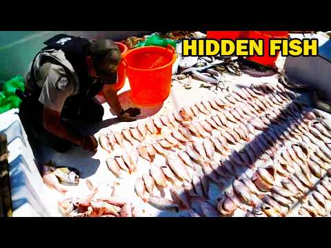 FWC Discovers HUNDREDS of Hidden Fish on Vessel