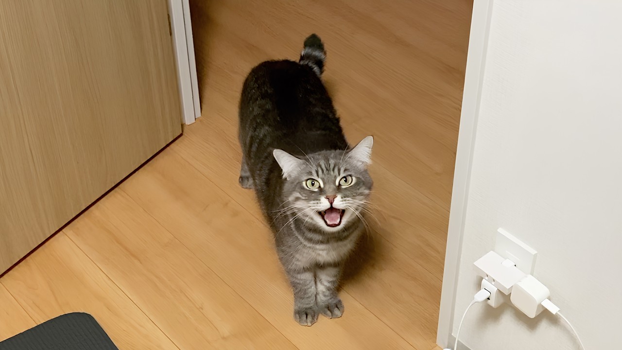 飼い主が5分家を出ただけで、不満を訴える猫