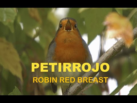 Petirrojo ( Erithacus rubecula ) Robin