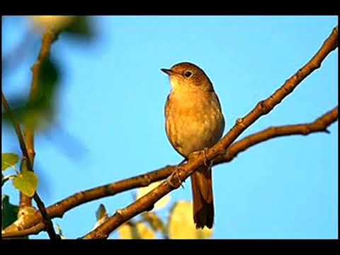 Ranko Šemić - Svu noc mi biljbilj prepeva