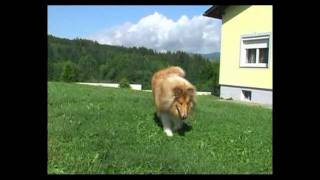 preview picture of video 'Rough Collie unser erstes Jahr.mp4'