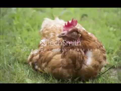 , title : 'Les maladies des poules les plus repandue ; leurs symptomes et leur traitement'