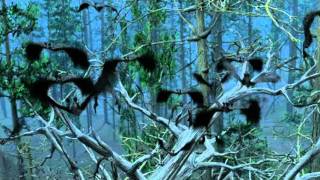Bats: Human Harvest - Trailer