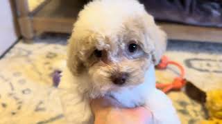 Toy Poodles Dakota, Dylan, & Delilah Update