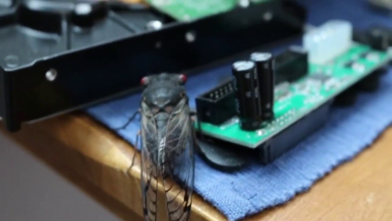 Cicadas in the Summertime