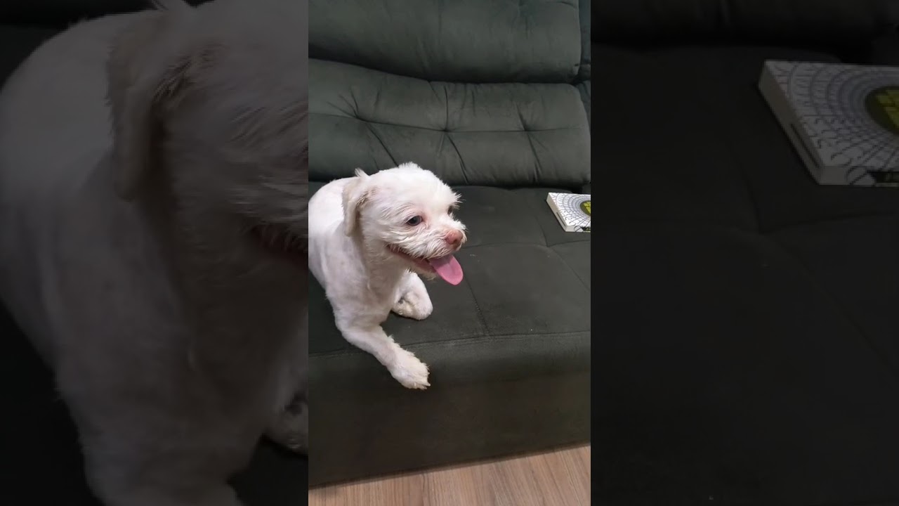 Cachorro raça Maltês idade 1 ano nome Noel