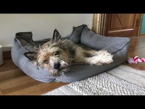 Cairn Terrier 1-2 years  HD 1080p