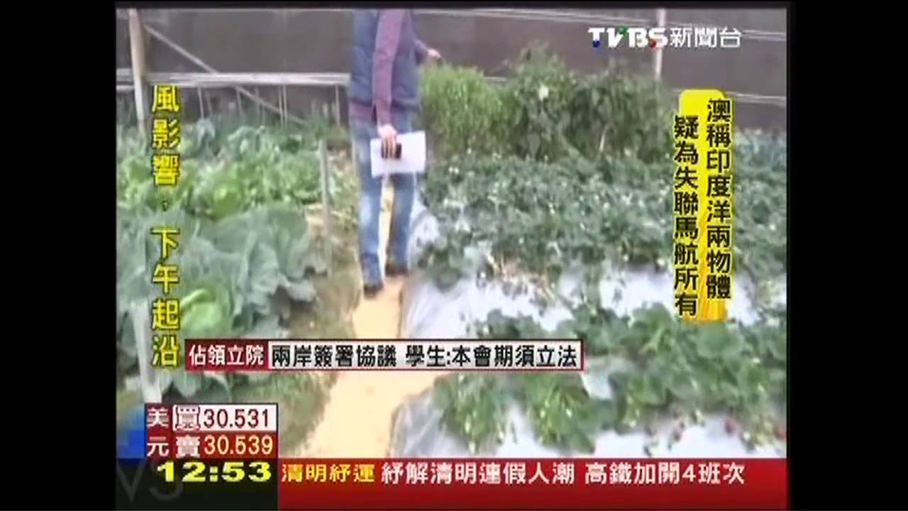 日本一顆賣300元 台灣農搶種白草莓