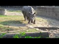 R For Rhinoceros